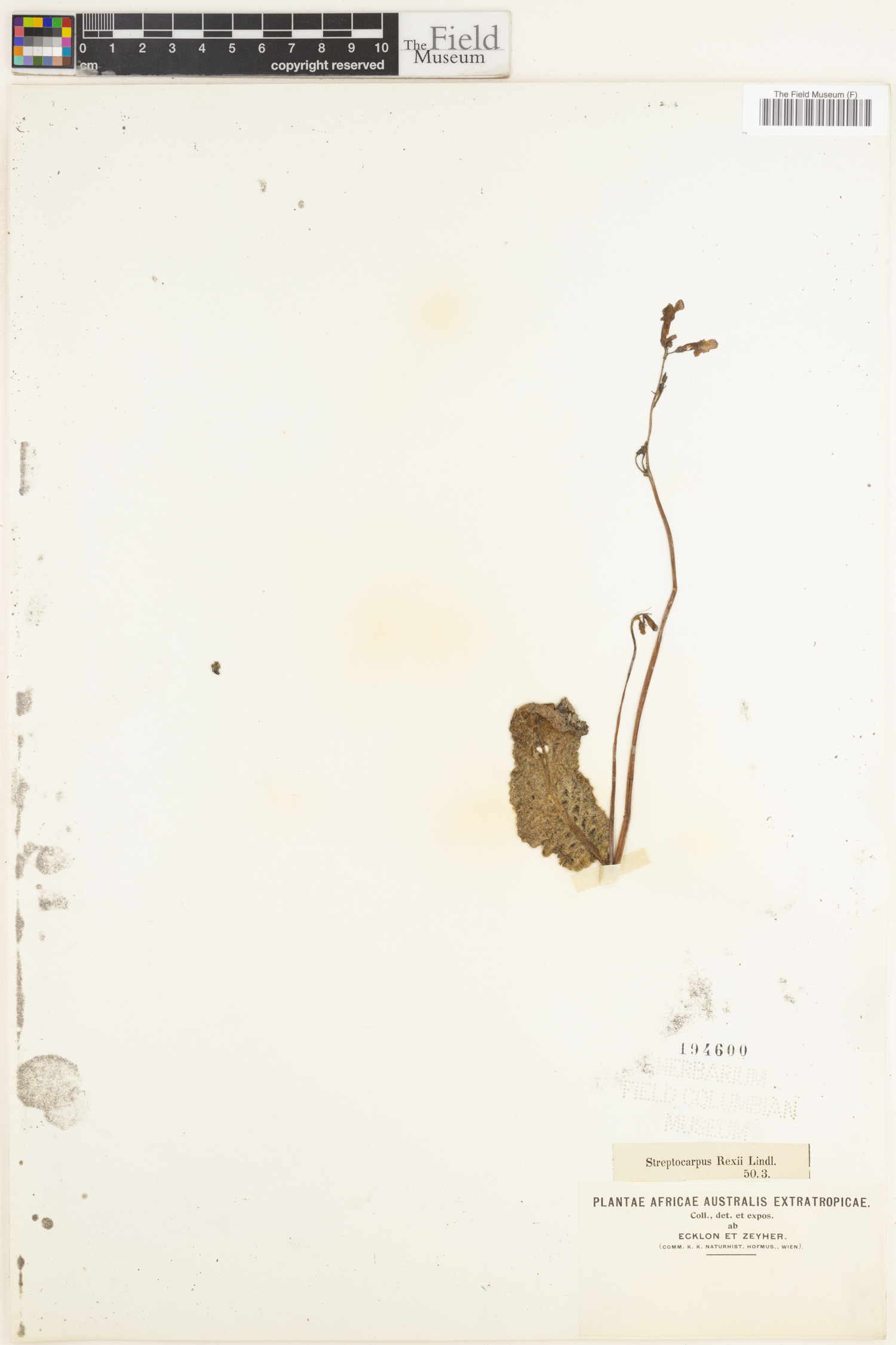 Streptocarpus rexii image