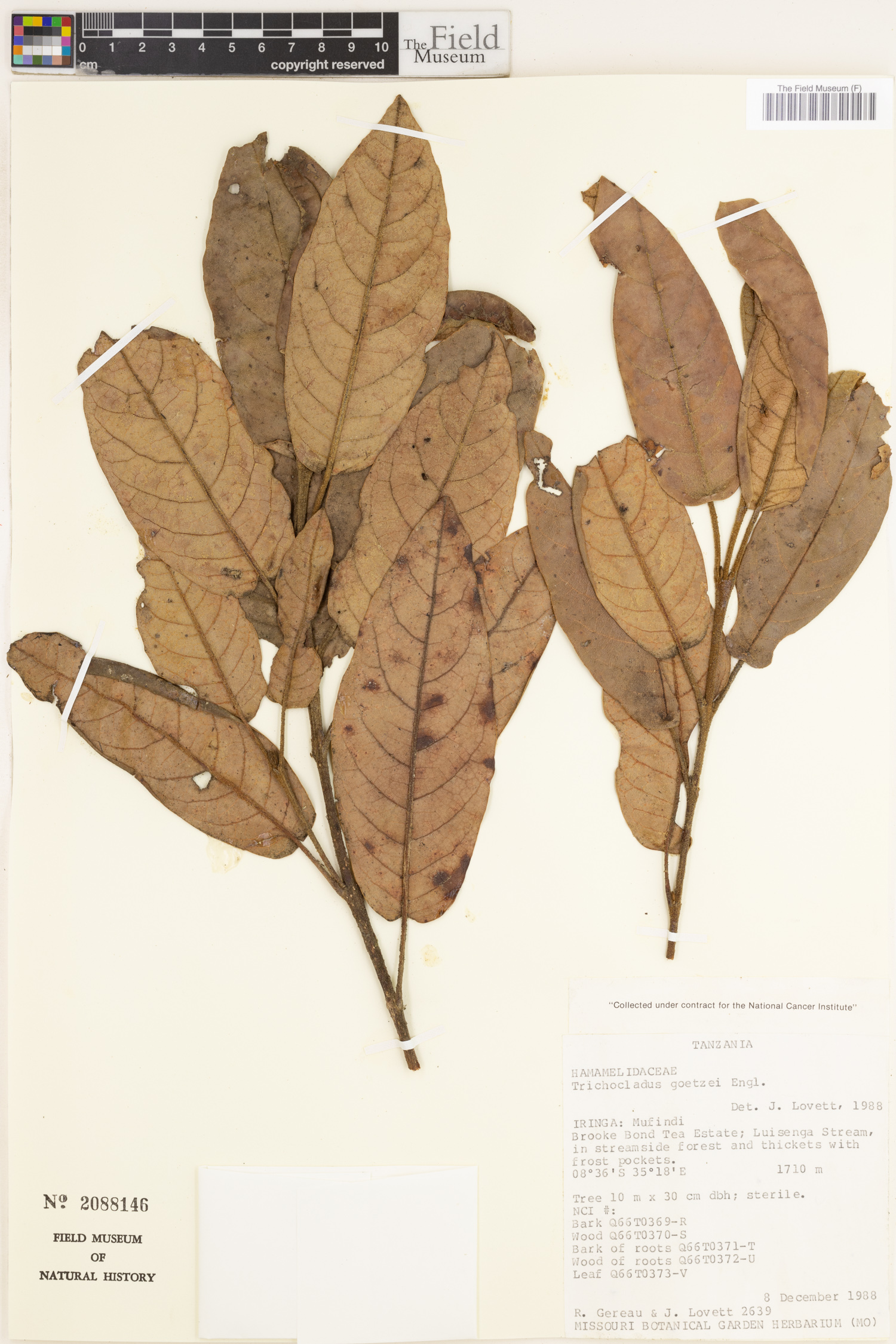 Trichocladus goetzei image