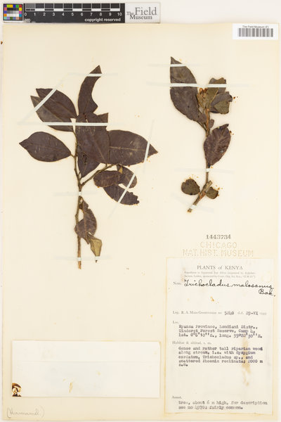 Trichocladus ellipticus subsp. malosanus image