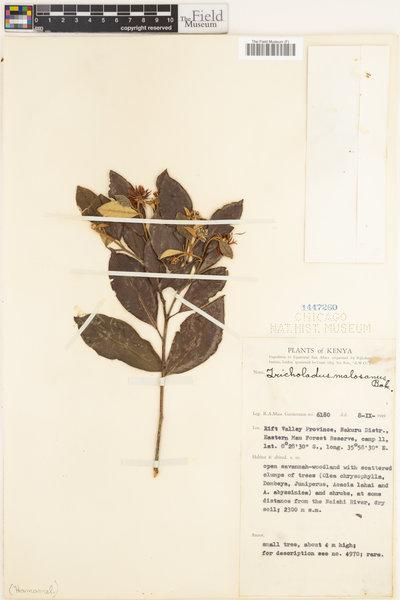 Trichocladus ellipticus subsp. malosanus image