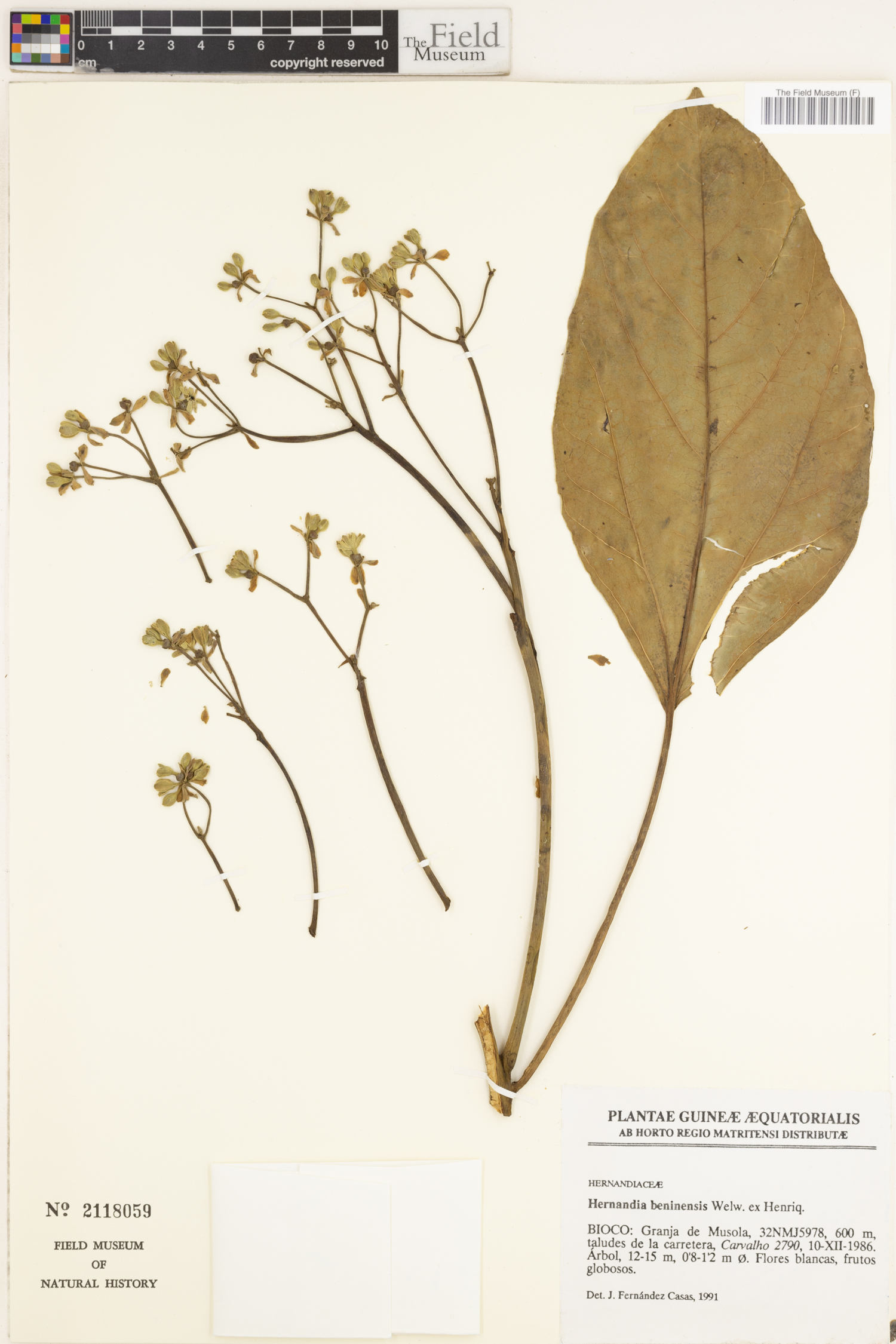 Hernandiaceae image