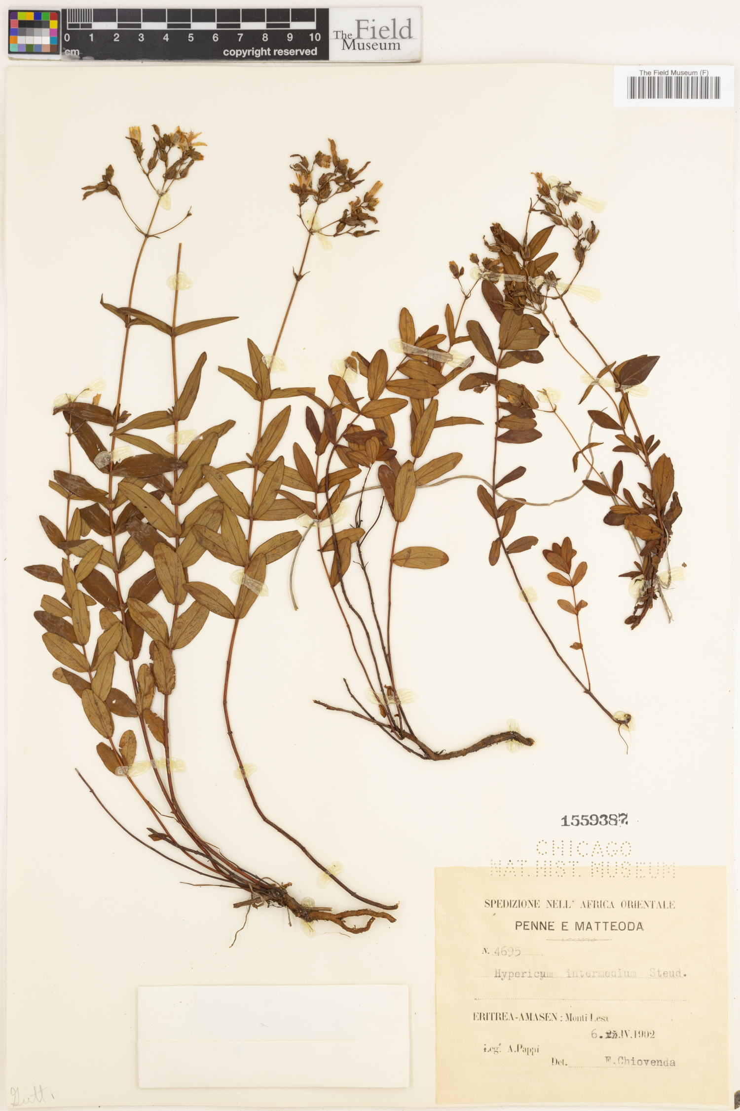 Hypericum annulatum subsp. intermedium image