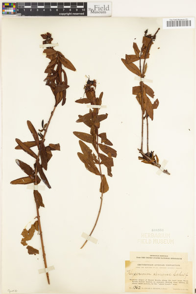 Hypericum revolutum subsp. keniense image