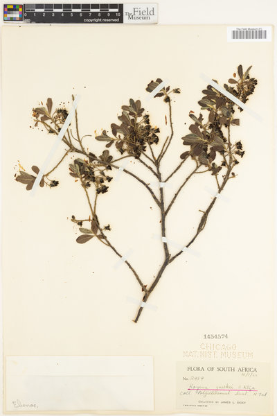 Diospyros lycioides subsp. guerkei image