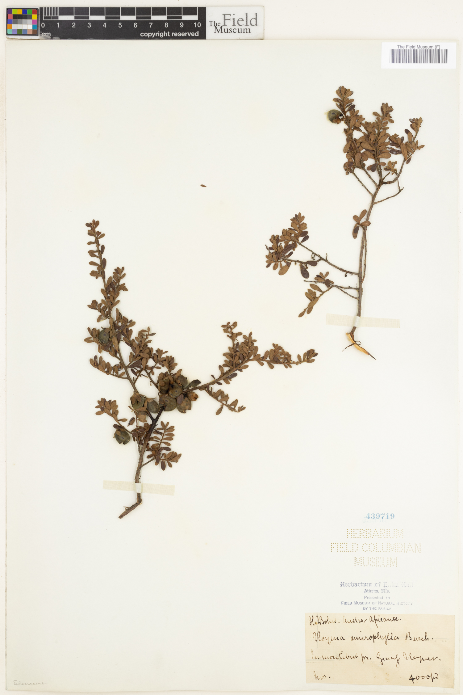 Diospyros pubescens var. microphylla image