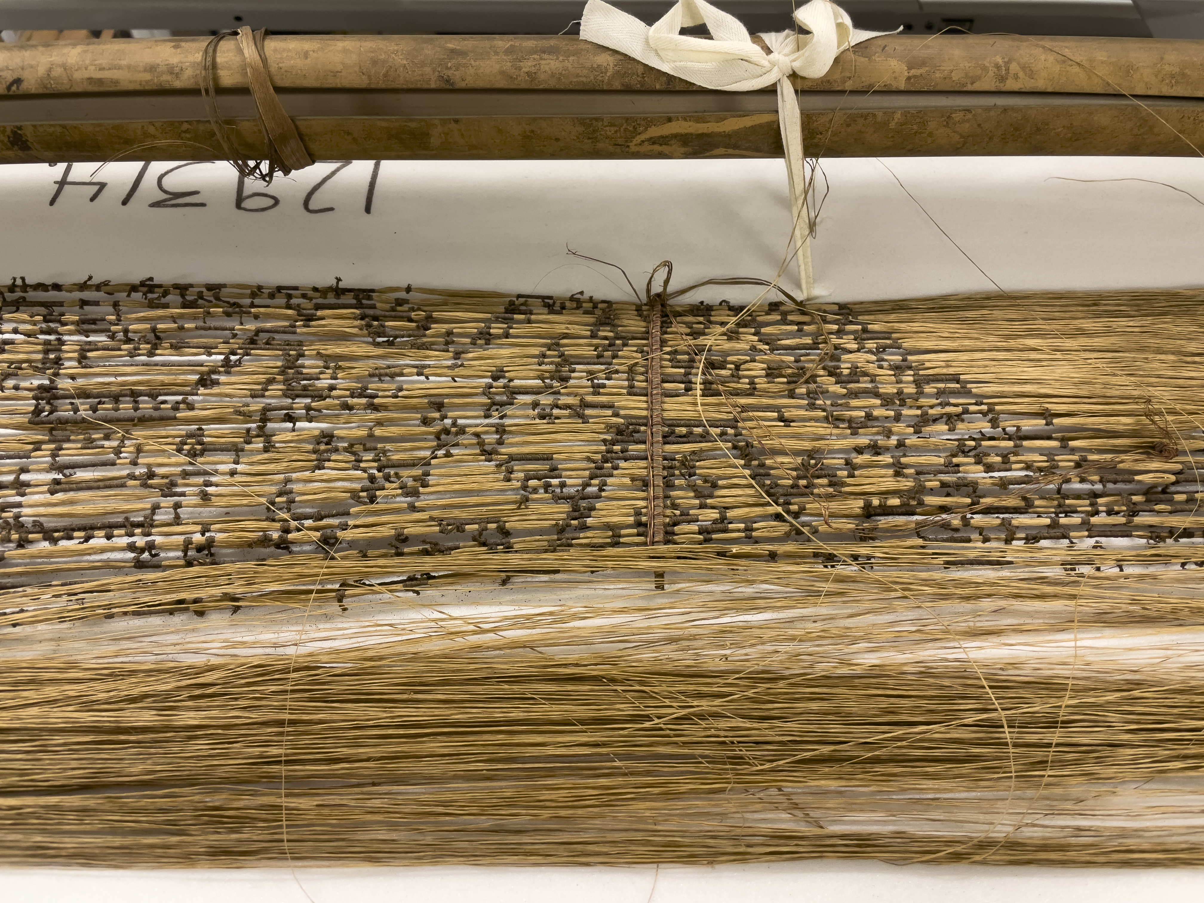 detail view (c) Field Museum of Natural History - CC BY-NC 4.0