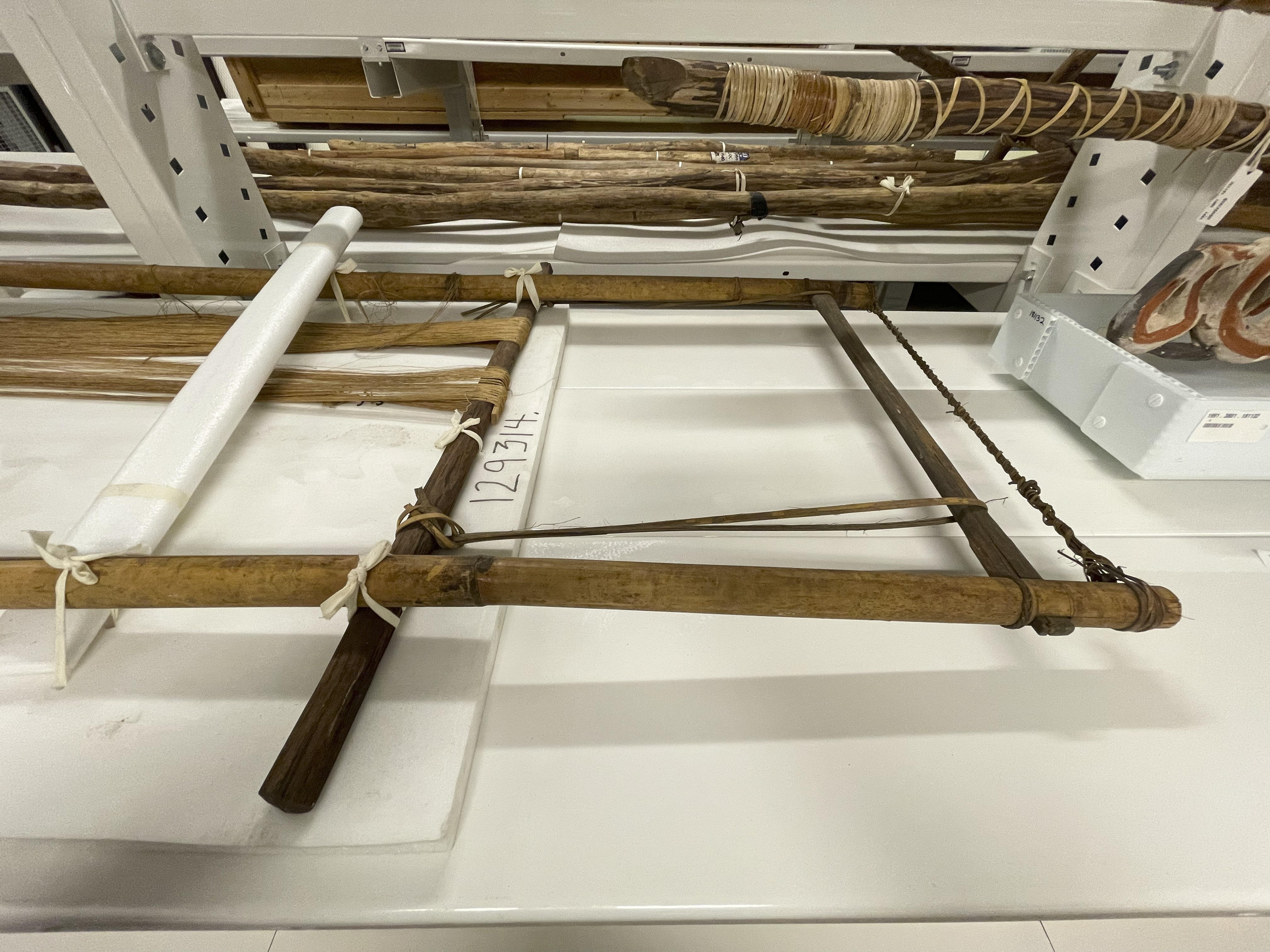 detail view (c) Field Museum of Natural History - CC BY-NC 4.0