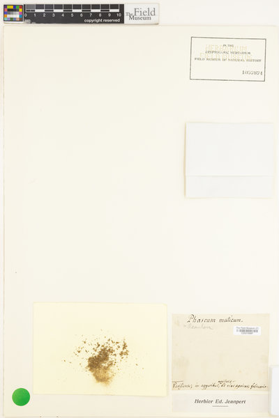 Acaulon muticum image
