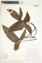 Syngonium hoffmannii image