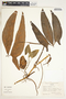 Syngonium hoffmannii image