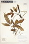 Syngonium laterinervium image