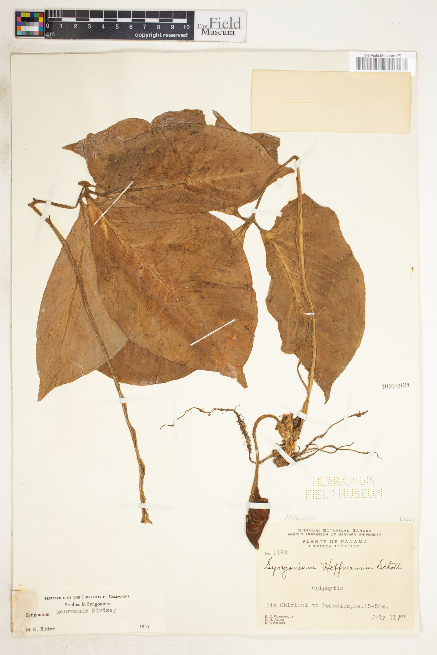Syngonium mauroanum image