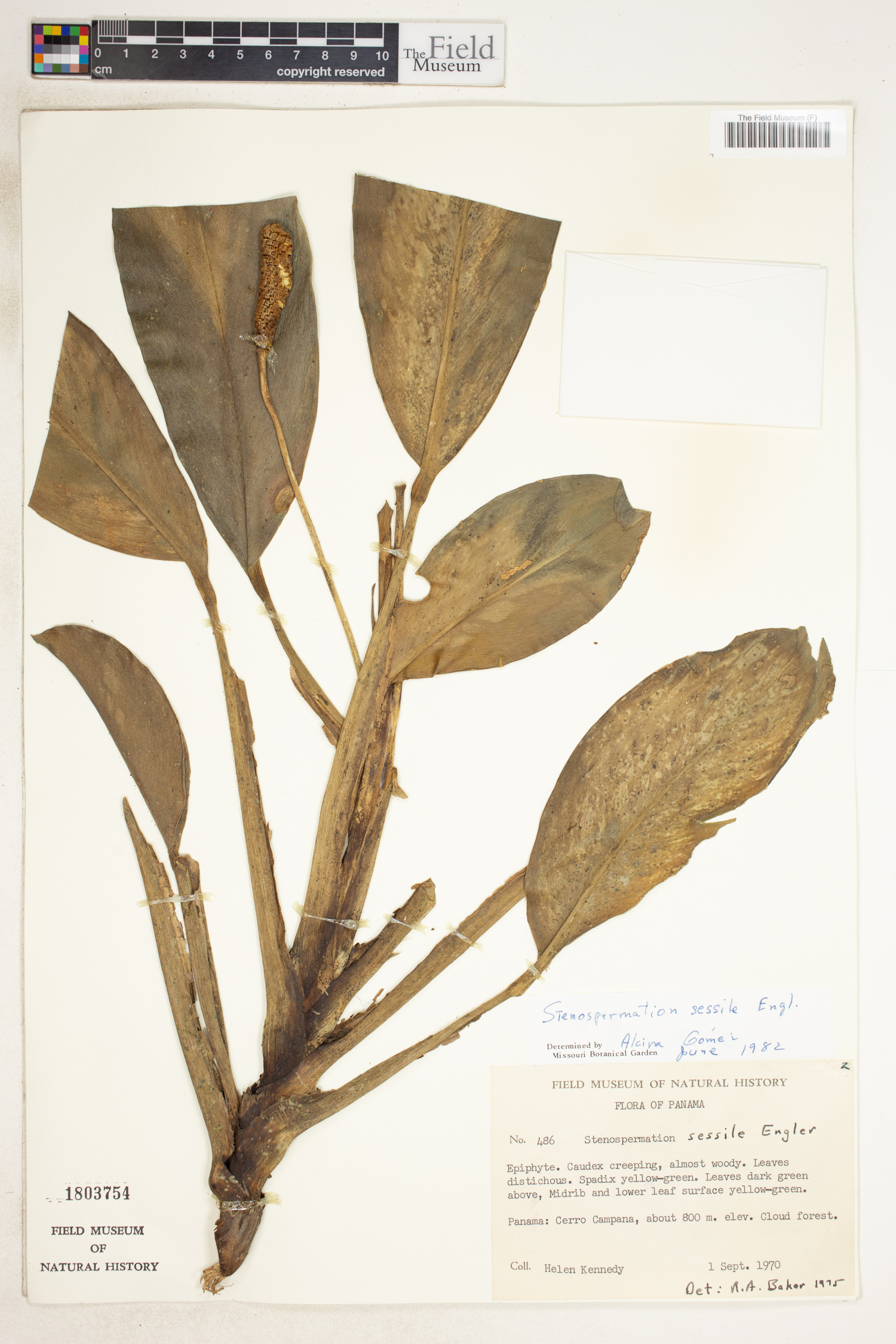 Stenospermation sessile image