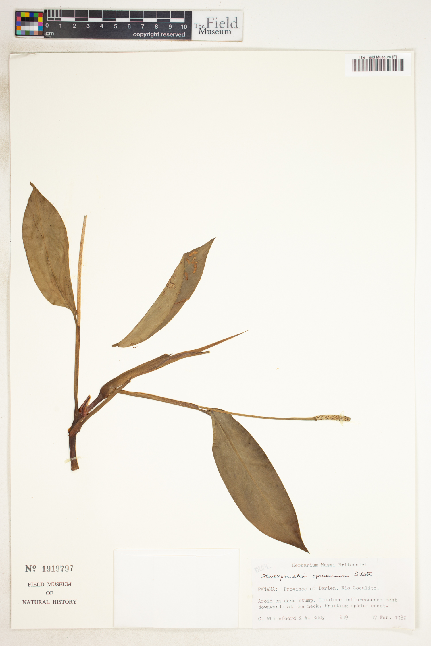 Stenospermation spruceanum image