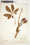 Syngonium angustatum image