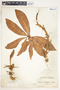 Syngonium angustatum image