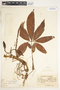 Syngonium angustatum image