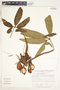 Syngonium angustatum image