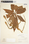 Syngonium angustatum image
