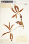 Syngonium angustatum image