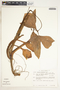 Syngonium angustatum image