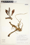 Syngonium angustatum image