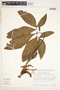 Syngonium angustatum image