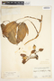 Syngonium angustatum image