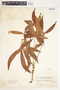 Syngonium angustatum image