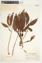 Syngonium angustatum image