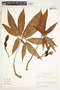 Syngonium angustatum image