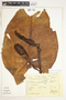 Syngonium chiapense image