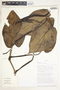 Syngonium chiapense image
