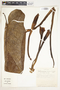 Syngonium hastifolium image