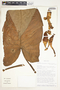 Syngonium hastifolium image
