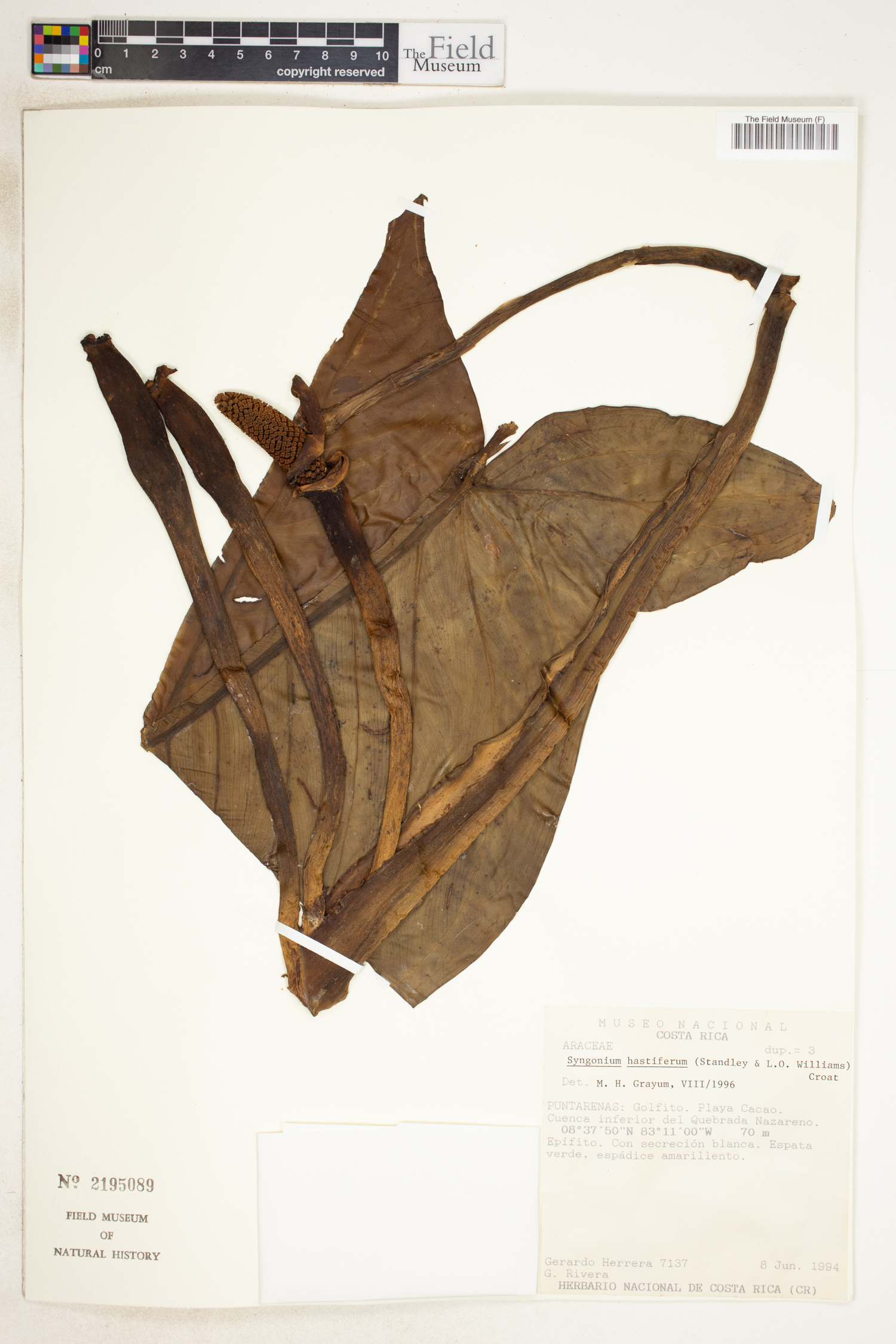 Syngonium hastifolium image