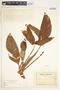 Syngonium hoffmannii image