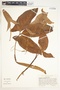 Syngonium hoffmannii image