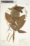 Syngonium hoffmannii image