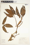Syngonium hoffmannii image