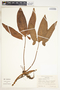 Syngonium hoffmannii image