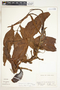 Syngonium hoffmannii image