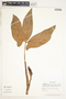 Syngonium hoffmannii image