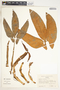 Syngonium hoffmannii image