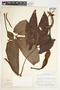 Syngonium hoffmannii image