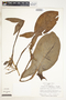 Syngonium hoffmannii image