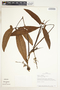 Syngonium hoffmannii image