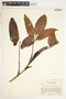 Syngonium laterinervium image