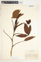 Syngonium laterinervium image
