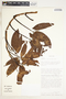 Syngonium laterinervium image